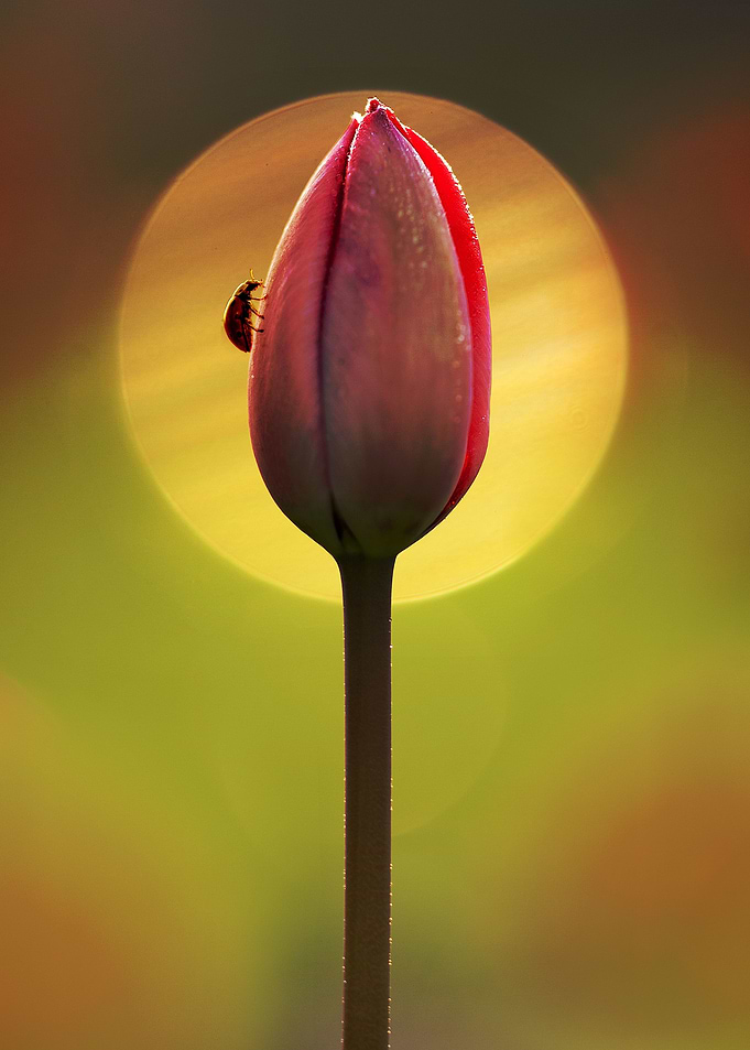 Impression with red tulip