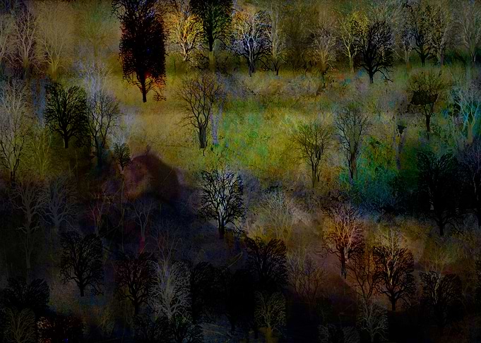 DREAMING OF TREES DREAM