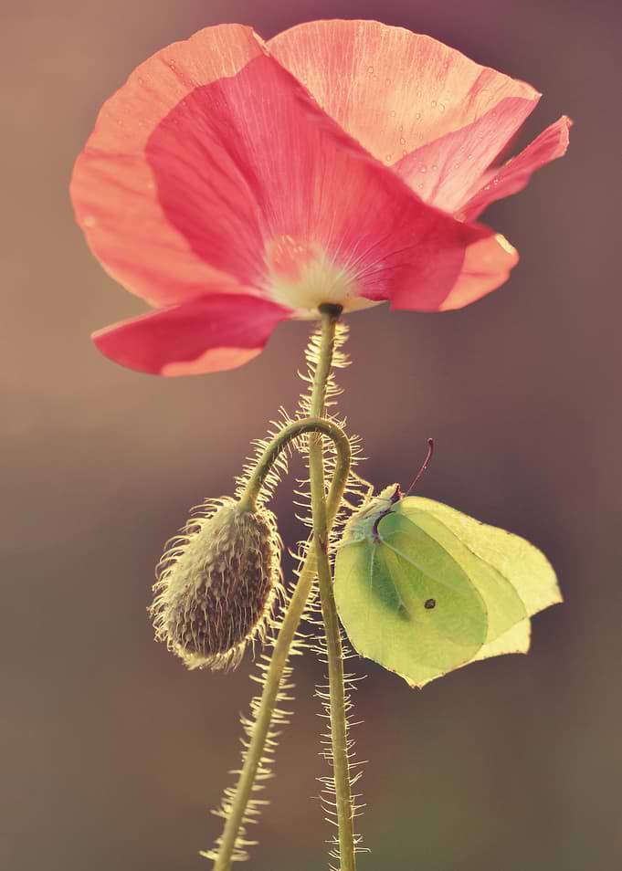 Red poppy