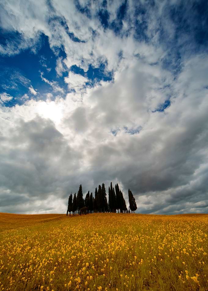 Cypresses of Toskany