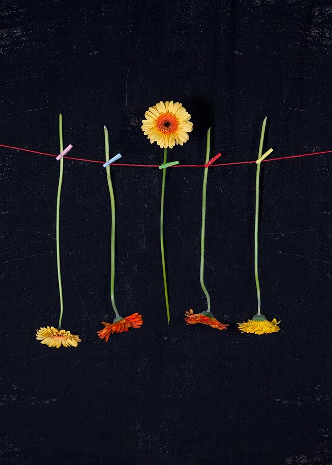 gerberas