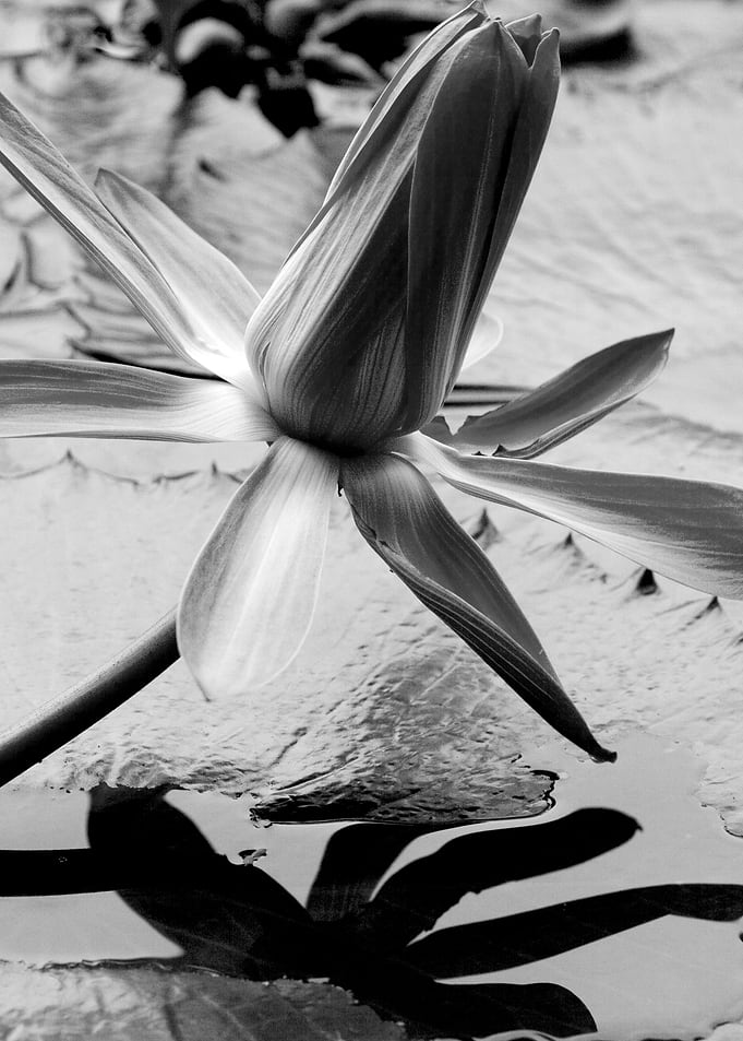 Lotus Bloom