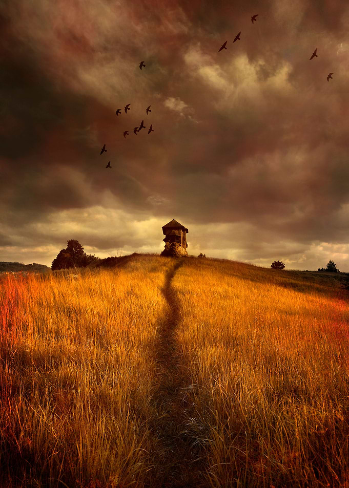 Golden fields