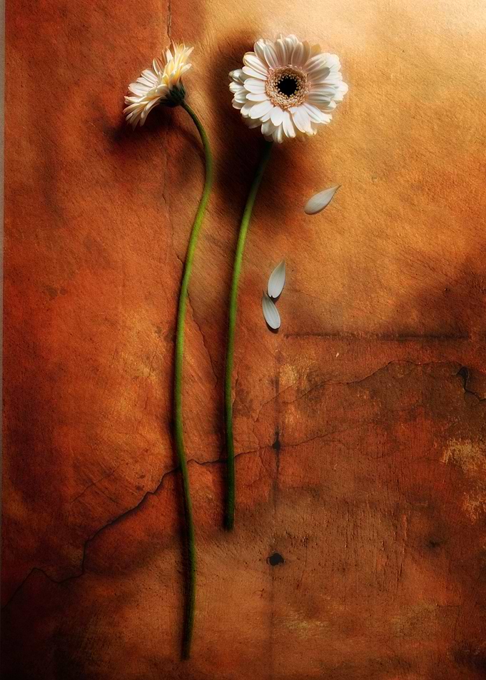 Two White Gerberas