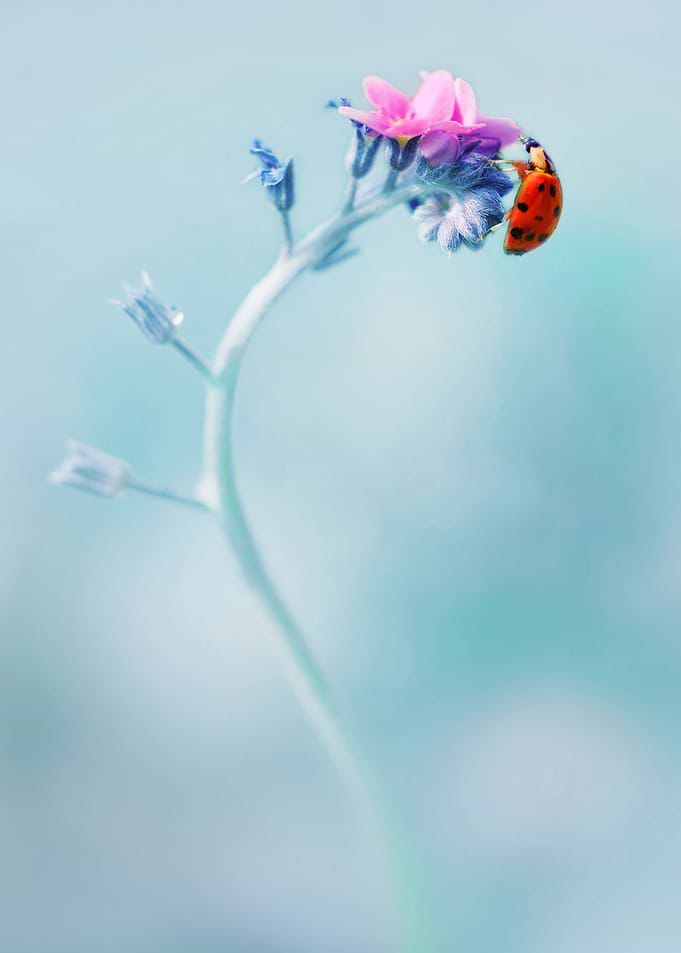 Impression with ladybug