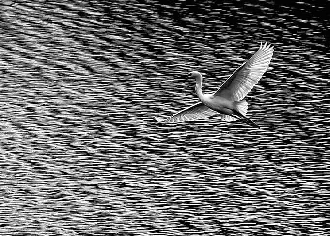 Flight1