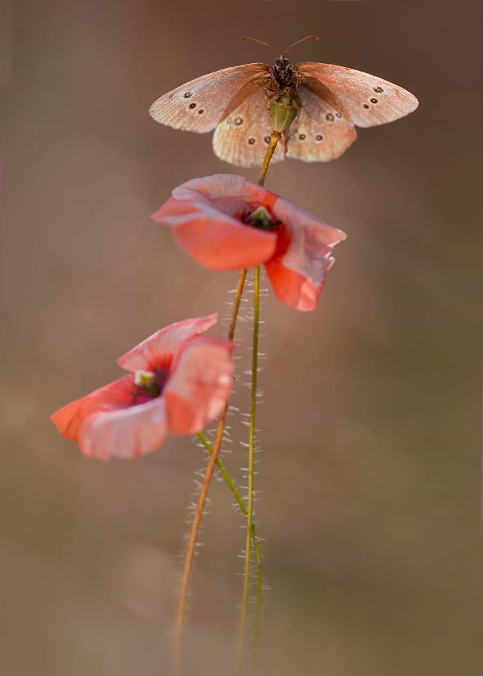 Composition with two poppies and brown butterfly
