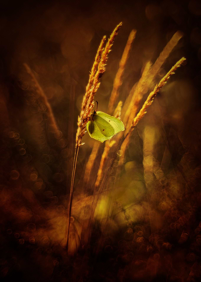 Golden butterfly
