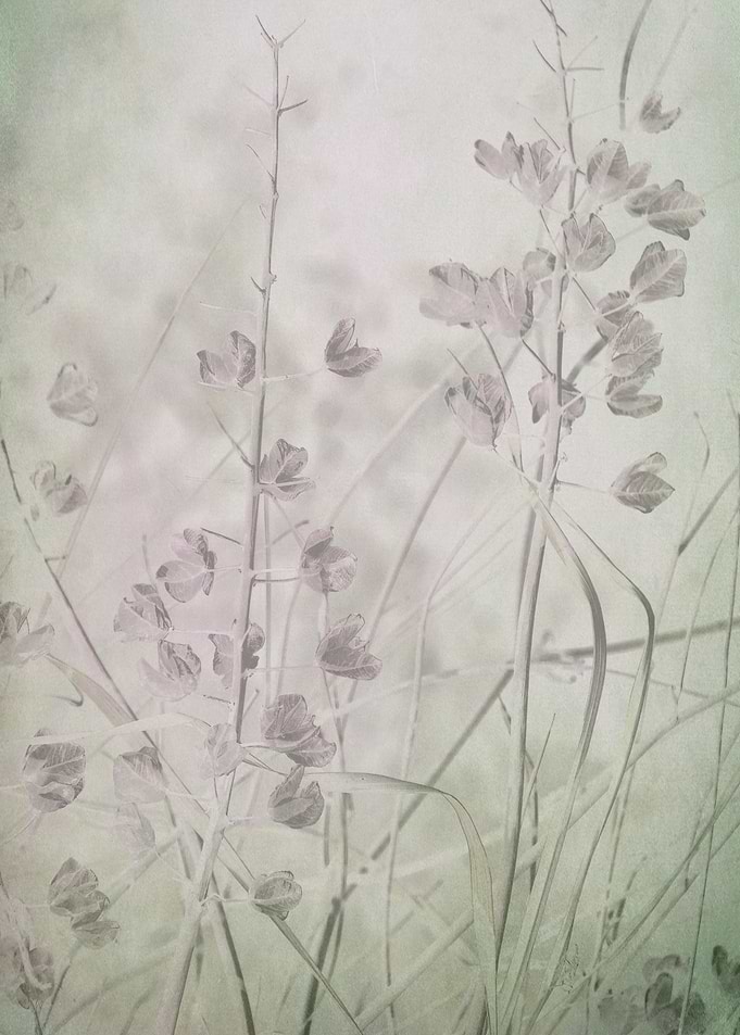 Hidden Beauty