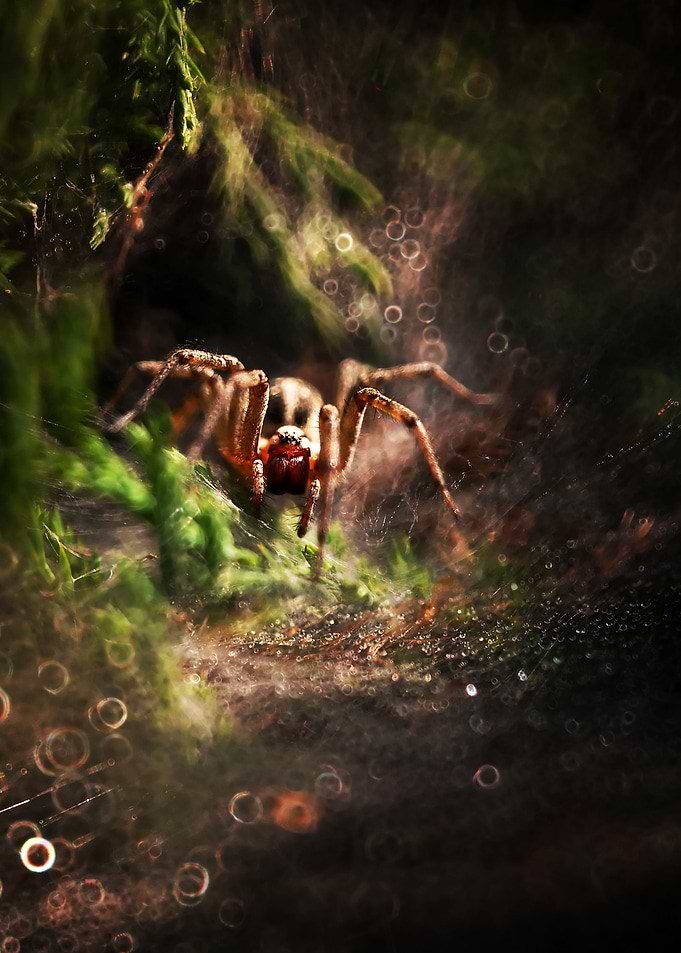 The Hunter