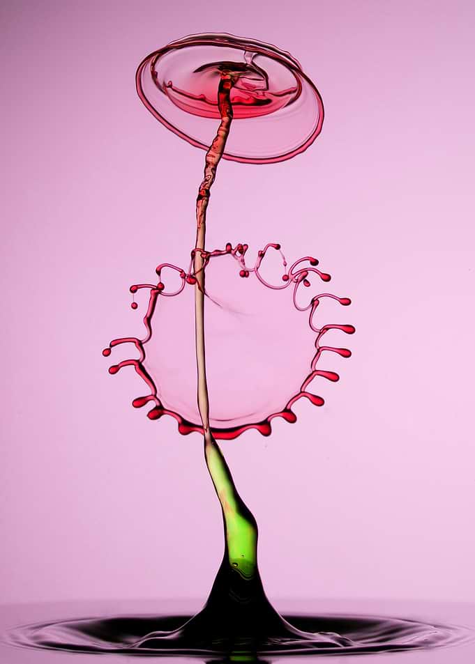 Red flower