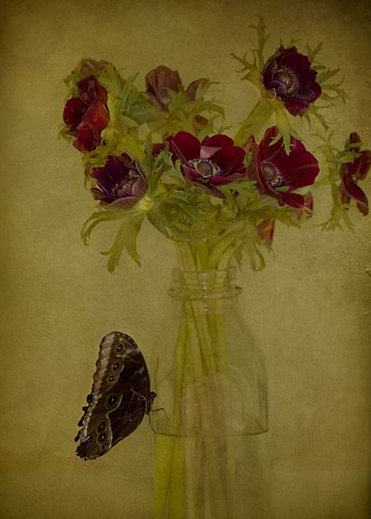 A bouquet of purple anemone flowers in a vintage milk b ...