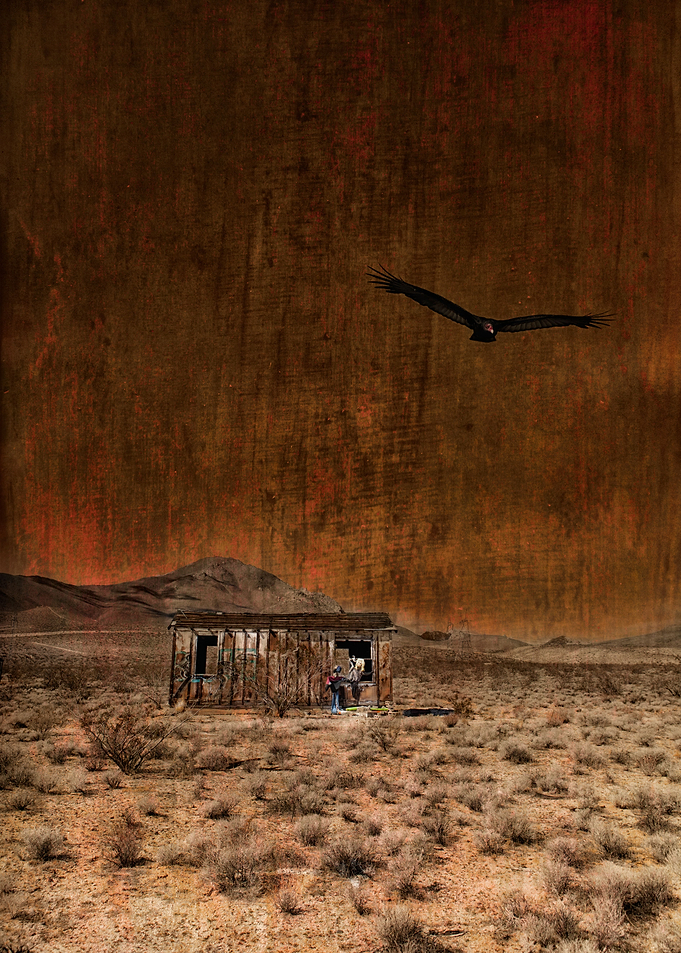 A turkey vulture scans the desert floor for prey, soari ...