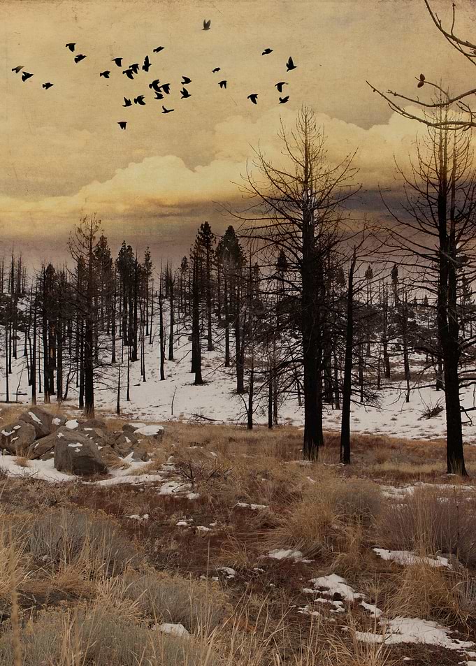 Blackbirds departing the bare trees of winter forest ne ...