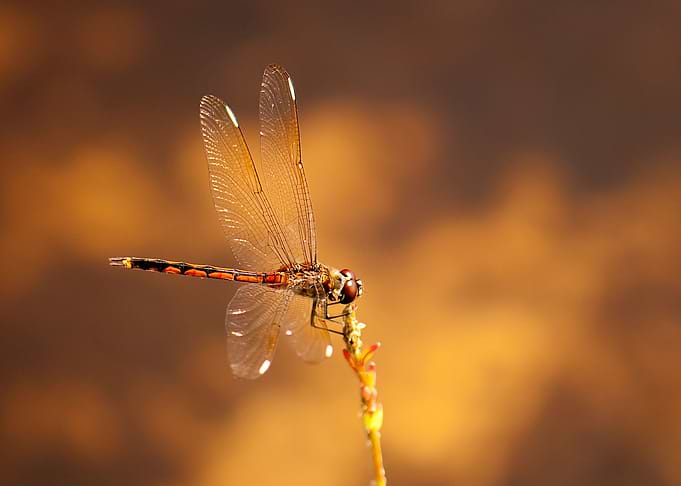 Dragonfly