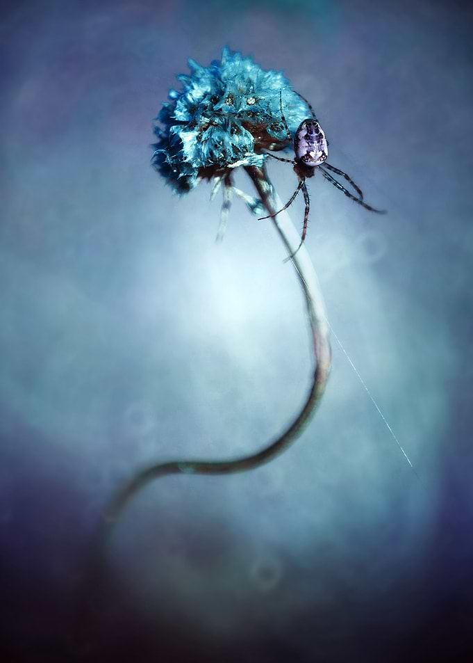 Hunter in blue