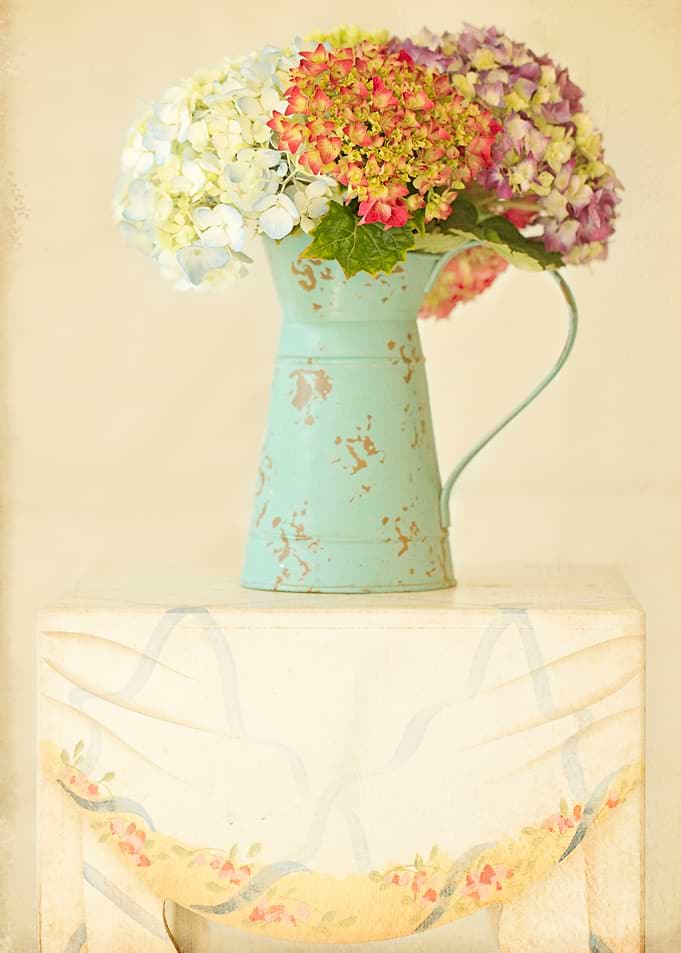 Still life of Colorful Hydrangea Flowers in a Vintage W ...