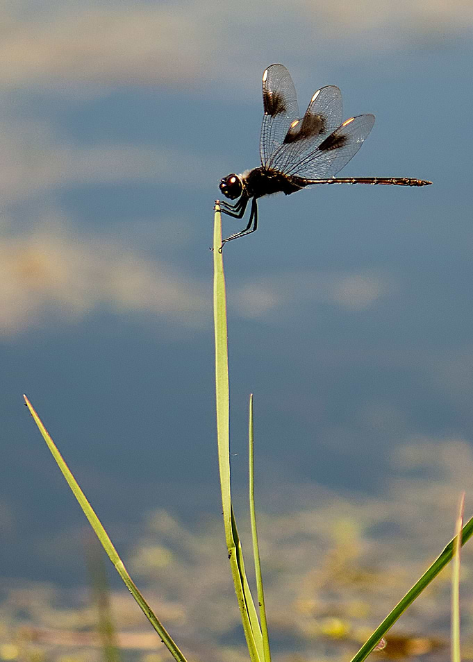 Dragonfly
