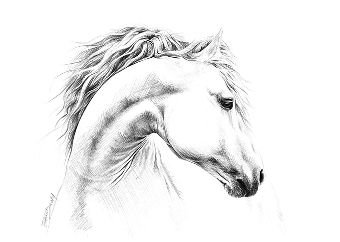 Horse portrait