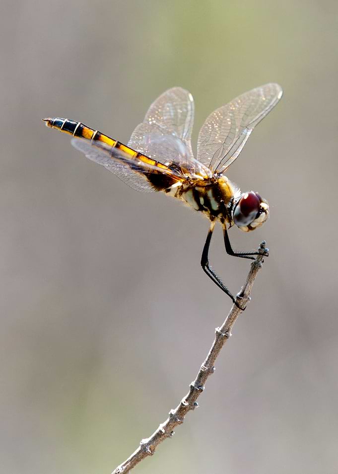 Dragonfly
