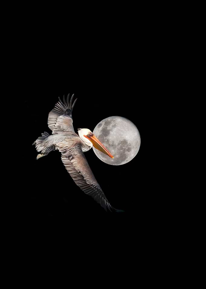 California brown pelican with spread wings flying over ...