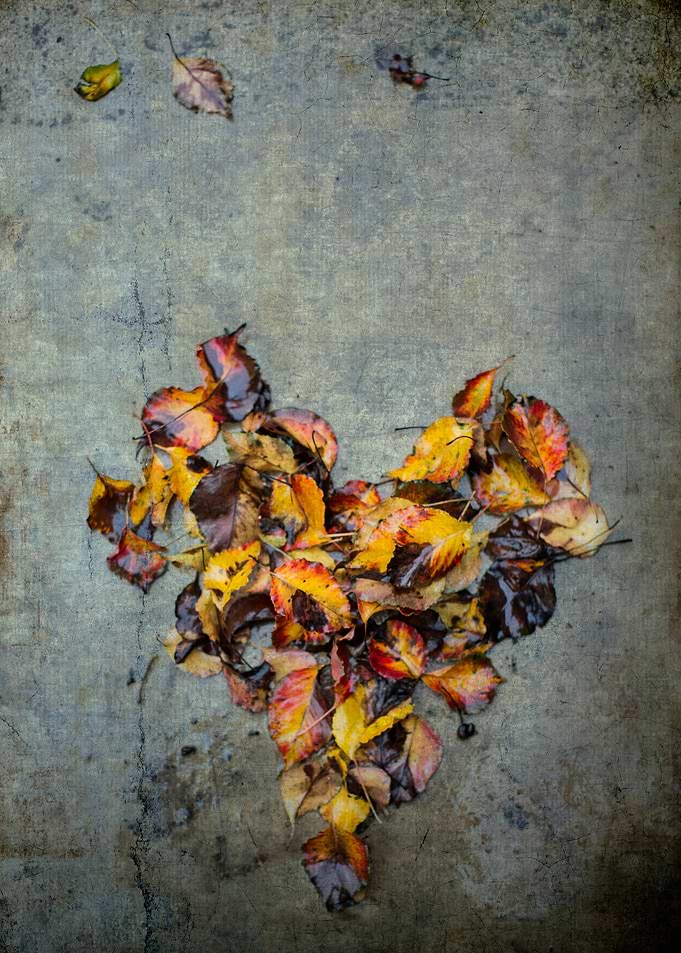 Wet, dead autumn leaves wet from the rain, shaped into ...