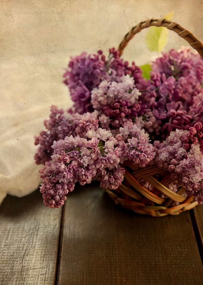 Still life with fresh lilacs in the basket