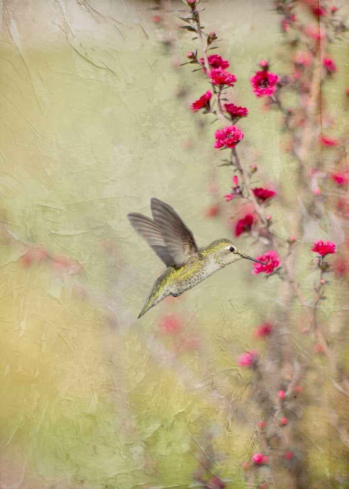 Hummingbird visiting lovely red wildflowers with a text ...