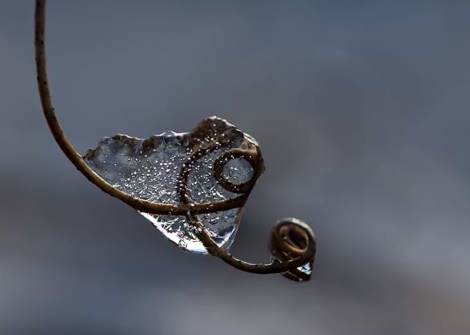 Winter jewels