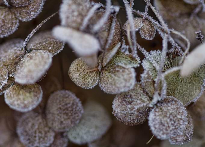 Frost