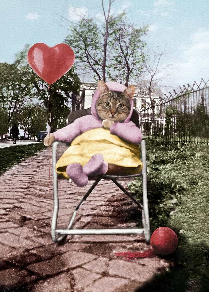 Pretty little Kitty