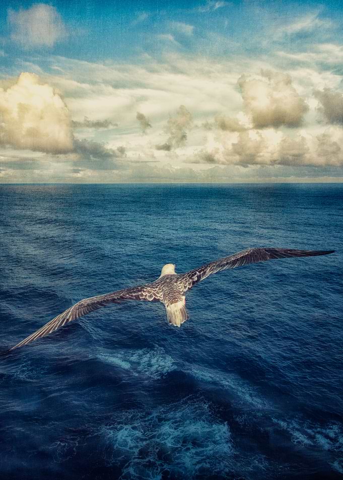 Red-footed Booby in-flight over the Coral Sea near Will ...