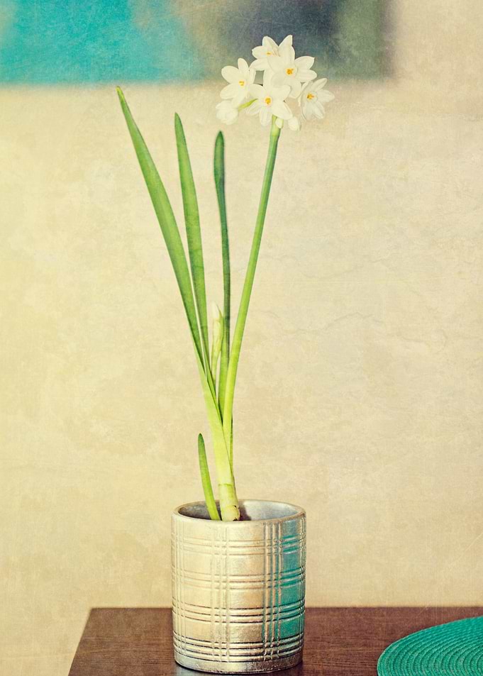 Painterly textured view of Paper Whites (flowers) grown ...