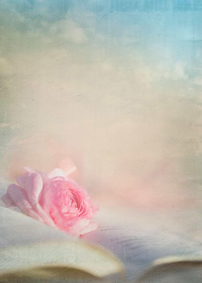 Pink Ranunculus Rose blossom rests upon the open pages ...
