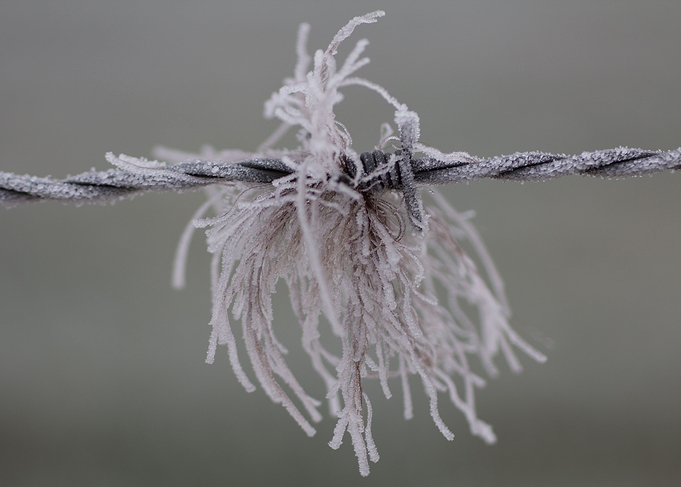 Winter jewels