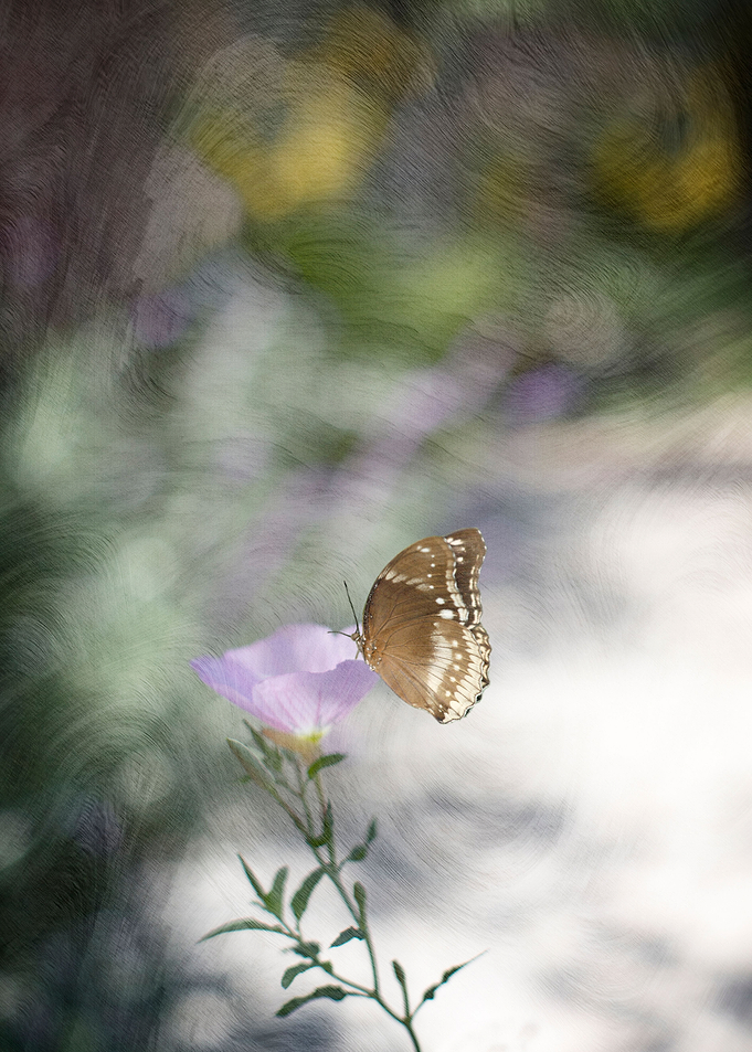 Brown and white butterfly perched on edge of purple wil ...