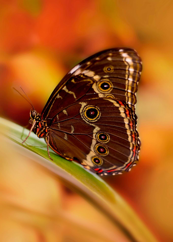 Big Brown Butterfly