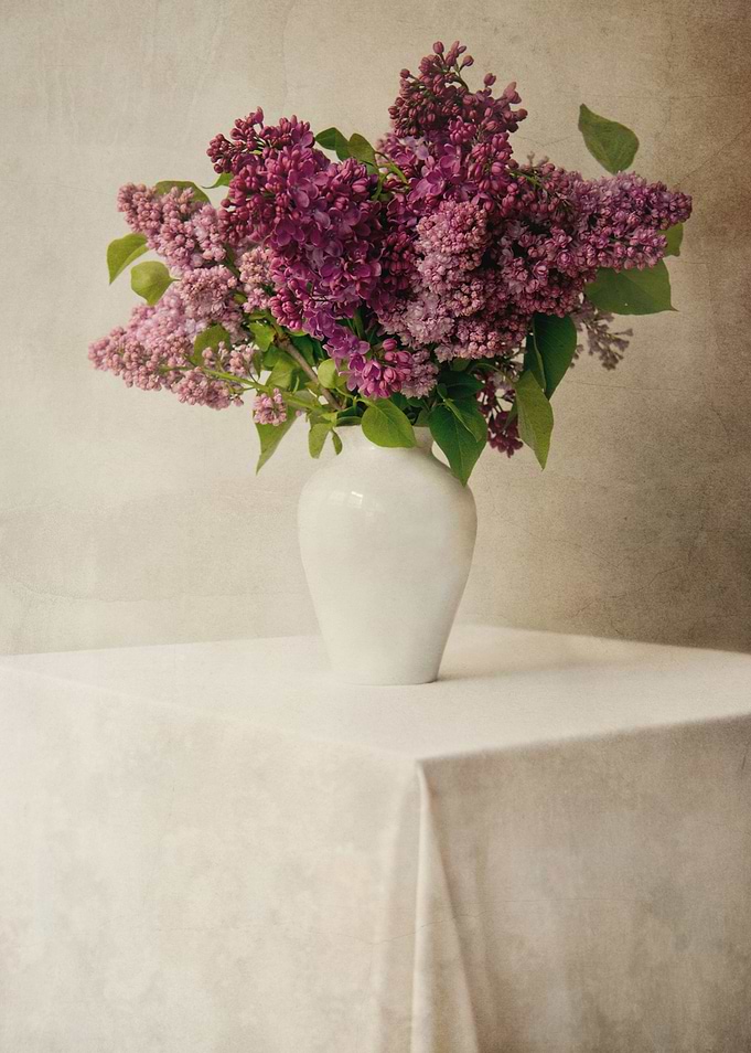 Still life with fresh lilacs