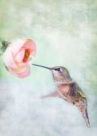 Closeup of a little hummingbird visiting a Pink Ranuncu ...