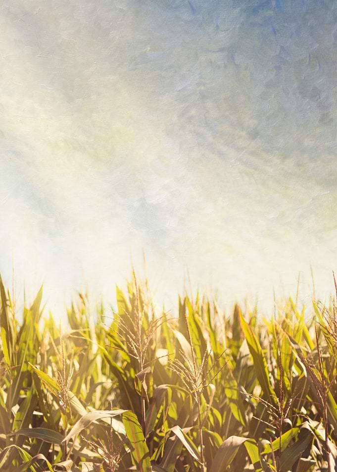 Textured for painterly result, stalks of corn growing i ...