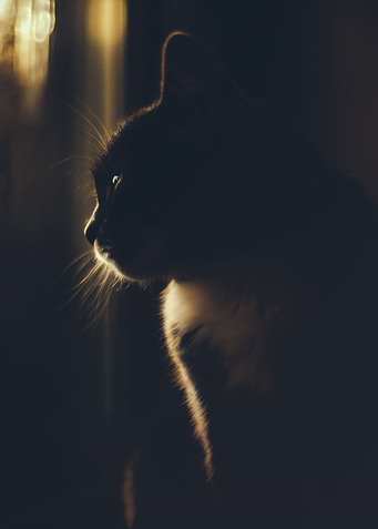 Daydreamer