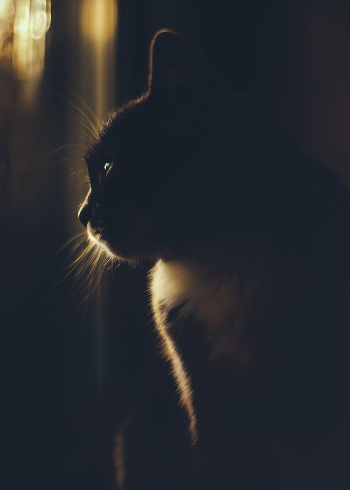 Daydreamer
