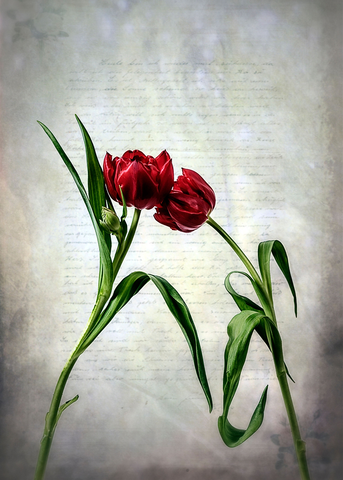 red tulips