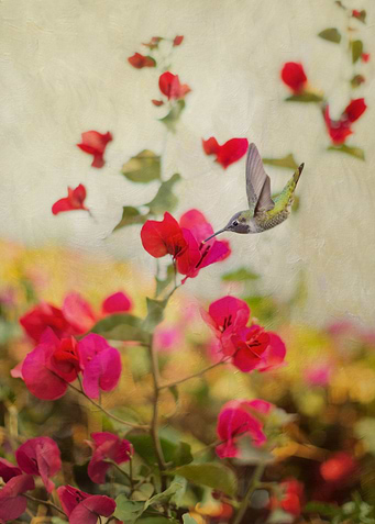 Textured for painterly effect, view of an Annas Humming ...
