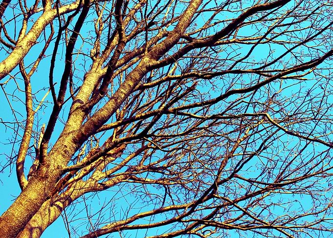 Winter Tree