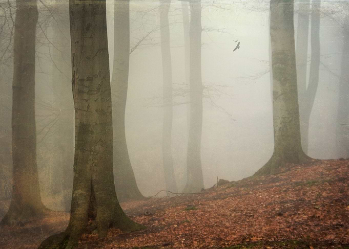 ambience - beech tree forest on a misty November mornin ...