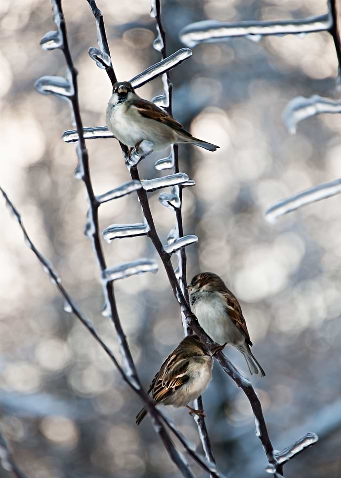 ice branch
