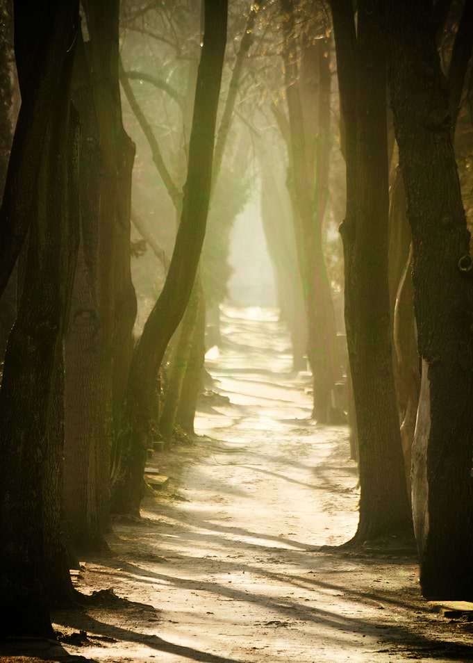 Forgotten Path