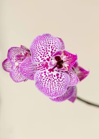 Pink Spotted Orchid taken from above