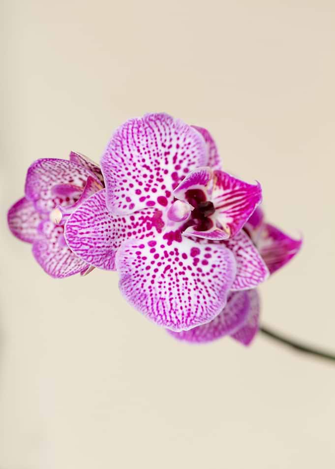 Pink Spotted Orchid taken from above